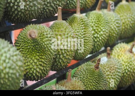 Des fruits de durian exposés sur un étal de marché Banque D'Images