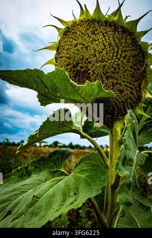 Tête mature de graine de tournesol et feuilles vertes dans un champ sous un ciel nuageux de fin d'été, montrant une récolte approchant la récolte Banque D'Images