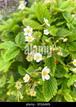 De nombreuses fleurs de fraises sauvages en plein épanouissement sur un buisson, nature et botanique Banque D'Images
