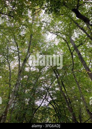 Canopée verte vue d'en bas avec des aperçus du ciel éclatant Banque D'Images