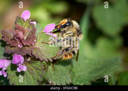Reine des abeilles Carder stridulante (Bombus sylvarum) sur une Mortille pourpre Banque D'Images