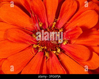 Extrême gros plan d'une fleur de zinnia orange révélant des pétales détaillés, des structures reproductives et des textures vives. Une photographie macro lumineuse met en valeur Banque D'Images