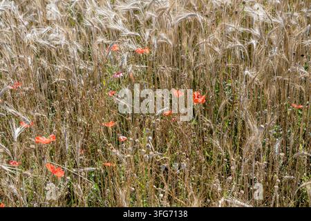 fleurs de pavot en fleurs dans un champ de blé mûr au col de Maure, pris dans une lumière estivale vive près de Seyne, Provence, France Banque D'Images