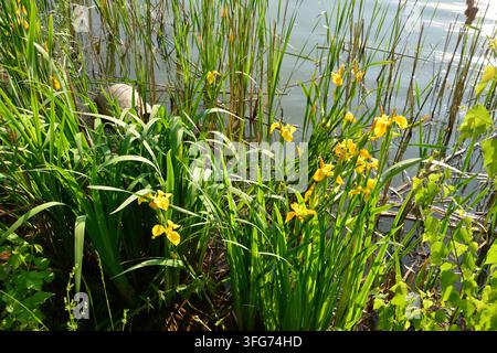 Fleurs d'iris jaunes en fleurs au bord de l'eau Banque D'Images