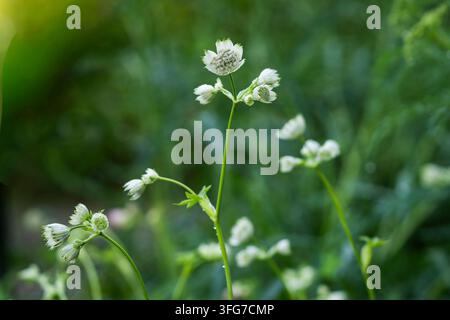 Astrantia major, grande aster, une plante vivace gracile à tiges minces portant des ombelles complexes de minuscules fleurs vert-jaunâtre. Banque D'Images