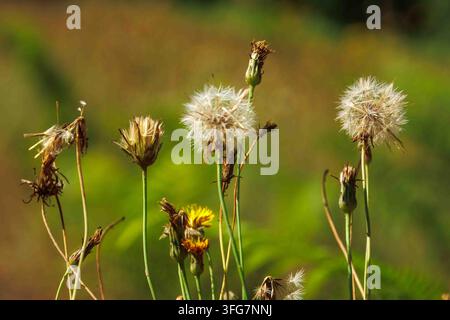 Une vue macro horizontale mettant en scène deux têtes de pissenlit blanches et duveteuses côte à côte avec des fleurs sauvages fanées dans un champ de prairies vert tendre. Banque D'Images
