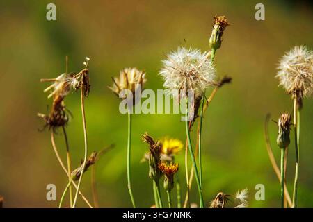 Un gros plan de têtes de pissenlit blanches et duveteuses et de fleurs sauvages jaunissantes sur un fond vert flou et doux dans un champ. Banque D'Images