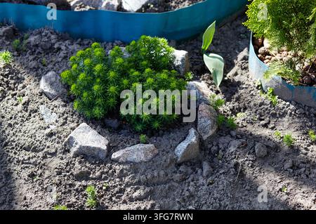 Une plante luxuriante de cyprès-pourpre pousse dans un parterre de jardin arrière entouré de roches de granit gris. Le petit arbuste ornemental est planté dans un sol sombre Banque D'Images
