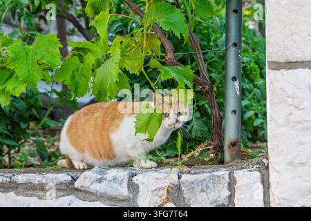 Un chat roux et blanc regarde à travers les feuilles de vigne verte tout en étant accroupi sur un mur de jardin en pierre usé, exprimant la curiosité, la discrétion et la paix Banque D'Images