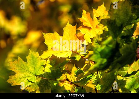 Feuilles d'érable jaune vif et vert illuminées par une lumière chaude d'automne, entourées d'un feuillage doré doux et créant une scène naturelle saisonnière vivante Banque D'Images
