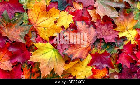 Feuilles d'érable rouges, orange, jaunes et vertes colorées arrangées en une collage automnale vibrante, créant un fond saisonnier riche en texture naturelle Banque D'Images