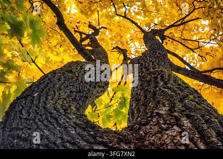 Vue en contre-plongé remontant le long d'un tronc d'arbre texturé jusqu'à une canopée de feuilles d'automne jaunes lumineuses, créant un fond naturel saisonnier éclatant. Banque D'Images
