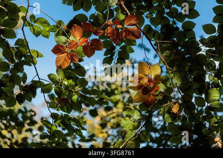 Feuilles de hêtre passant du vert au roux et au cuivre au début de l'automne, fond de ciel bleu. Banque D'Images