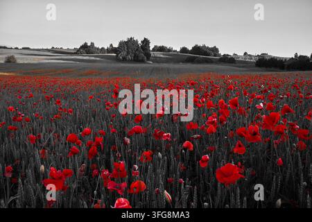 Coquelicots rouges en fleurs dans un champ en noir et blanc sélectif Banque D'Images