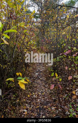 Sentier de randonnée étroit en terre s'enroulant à travers un fourré automnal dense. Chemin forestier couvert de feuilles entouré de buissons et d'arbres Banque D'Images