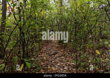 Sentier de randonnée à travers un épais taillis d'automne. Chemin forestier couvert de feuilles entouré de buissons et d'arbres Banque D'Images