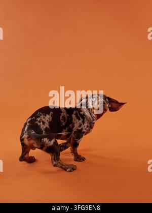 Petit chien Merle miniature Teckel marchant sur un fond orange en studio. Un mouvement dynamique crée un concept commercial de compagnie animé. Banque D'Images