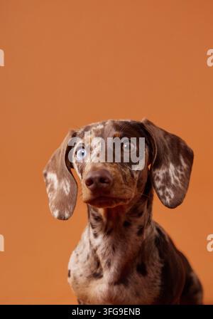 Chiots Teckel miniature Merle avec une expression attentive dans un portrait studio coloré. Le fond orange vif met en valeur le pelage unique à taches Banque D'Images