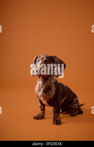 Chiots teckel miniature merle assis devant un fond studio orange vif. Les couleurs vives et la composition épurée créent une présentation animale commerciale joyeuse Banque D'Images