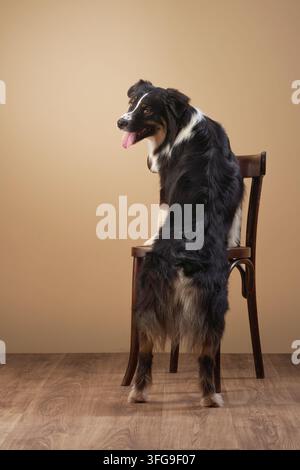 Un Australian Shepherd se tient à côté d'une chaise en bois dans une mise en scène minimaliste en studio. Le portrait en corps entier met l'accent sur la posture et l'apparence élégante. Banque D'Images