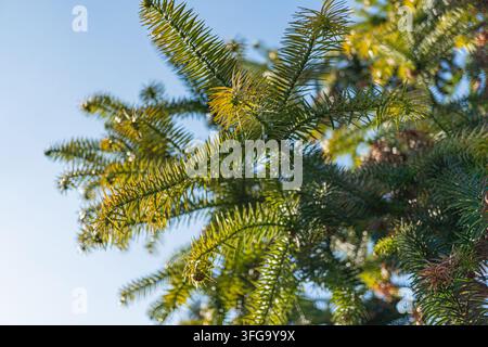 Image en gros plan d'une branche d'arbre texturée avec des aiguilles vertes vibrantes sur un fond flou, adaptée pour des supports marketing qui évoquent la croissance Banque D'Images