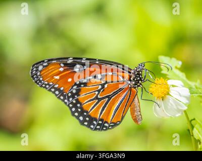 Papillon reine devant un fond flou vert clair dans le sud-ouest de la Floride, États-Unis Banque D'Images