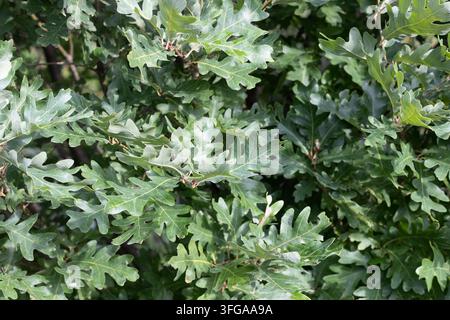 Feuilles de Quercus alba x q robur crimschmidt, gros plan. Banque D'Images