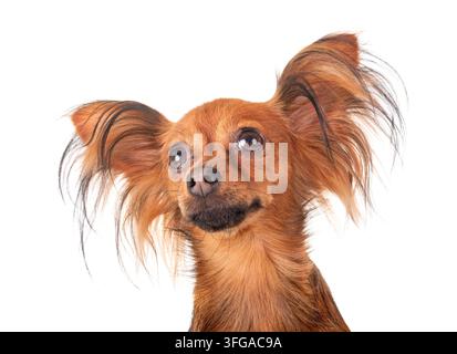 Russkiy Toy in front of white background Banque D'Images