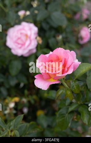 Rose 'Pink Paradise' rosier thé hybride. Banque D'Images