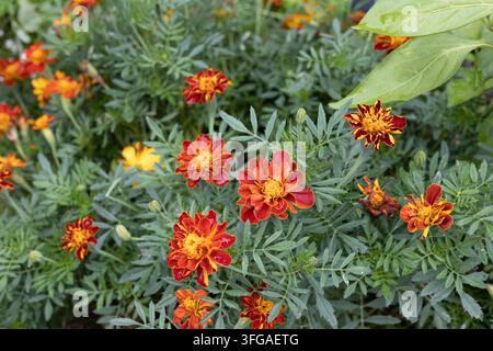 Fleurs de soucis français Tagetes patula 'Safari Red' dans un jardin. Banque D'Images