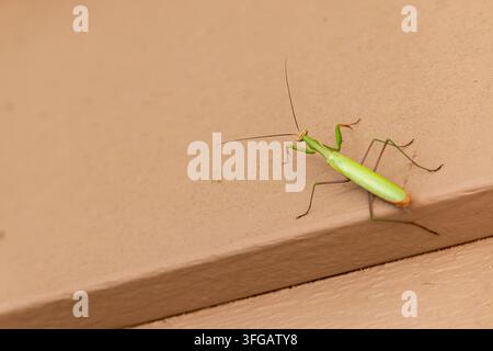 Mante religieuse ou mante européenne, Mantis religiosa, sur le côté d'une maison - gros plan Banque D'Images