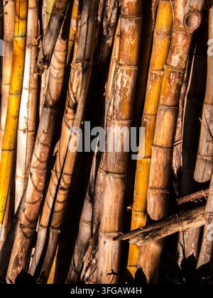 Un gros plan de tiges de bambou sèches et patinées empilées verticalement au Brésil, mettant en évidence les textures naturelles, les motifs et les tons dorés de la lumière du soleil. Banque D'Images