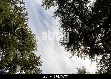 Canopée forestière pittoresque avec de grands pins encadrant un ciel dégagé dans un paysage forestier Banque D'Images