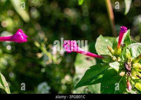 Une Mirabilis jalapa magnifiquement éclose – fleur merveilleuse Banque D'Images