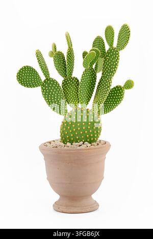 Cactus aux oreilles de lapin Opuntia microdasys dans un pot en terre cuite isolé sur fond blanc Banque D'Images