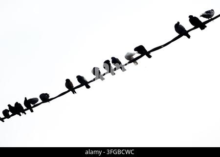 Une image frappante de plusieurs pigeons silhouettés sur une ligne électrique, avec un pigeon blanc se détachant de manière proéminente au centre. Le contraste marqué aga Banque D'Images