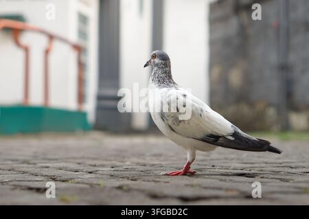 Un pigeon sauvage blanc et gris tacheté se tient gracieusement sur un pavé texturé dans un environnement urbain. Sa patte rouge est visible, ornée d'un Banque D'Images