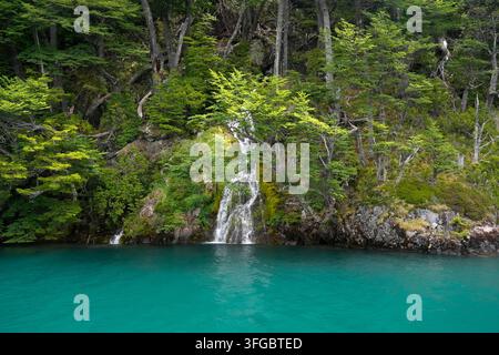 Un lac glaciaire turquoise immaculé reflète une forêt luxuriante de hêtres de lenga alors qu'une petite cascade dévale des rochers moussus à El Chaltén, en Patagonie. Banque D'Images