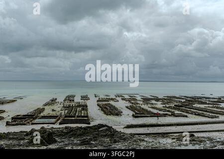 Vue des fermes d'huîtres sous-marines à Cancale, en Bretagne, exposées lors de la marée basse, aquaculture traditionnelle durable et production d'huîtres françaises de qualité supérieure Banque D'Images