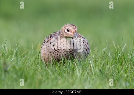 Portrait de femelle de faisan commun sur de l'herbe verte avec fond doux, Norfolk, Royaume-Uni Banque D'Images