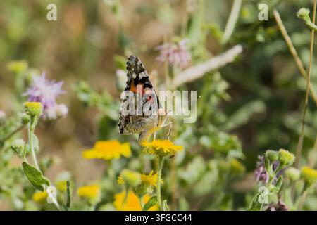 Macro d’un papillon Dame pintade reposant sur une fleur sauvage jaune, mettant en valeur les détails complexes des motifs des ailes et un paysage naturel éclatant Banque D'Images