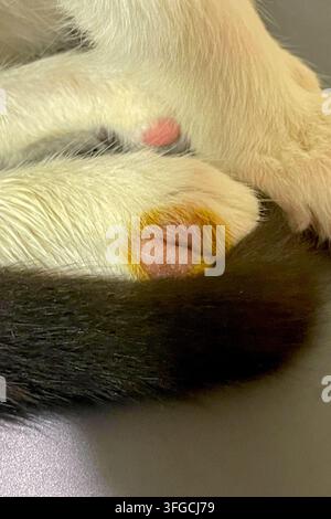 Grossissement d'une lésion fongique sur la patte d'un chat. Lésion circulaire typique de teigne. Diagnostic de Microsporum canis. Banque D'Images