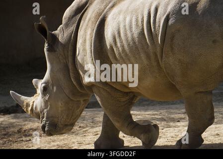 Rhinocéros blanc du sud (Ceratotherium simum simum) marchant sur un sol poussiéreux, vu de profil avec la tête baissée Banque D'Images