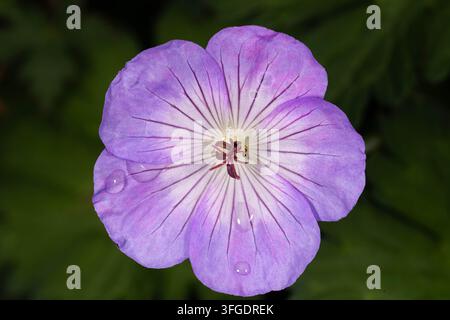 Delicate fleur d’ibéris violette couverte de gouttes de pluie. Image macro détaillée mettant en valeur la symétrie florale, la structure fine des pétales et la beauté naturelle Banque D'Images