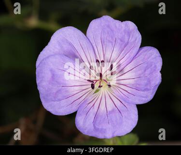 Delicate fleur d’ibéris violette couverte de gouttes de pluie. Image macro détaillée mettant en valeur la symétrie florale, la structure fine des pétales et la beauté naturelle Banque D'Images