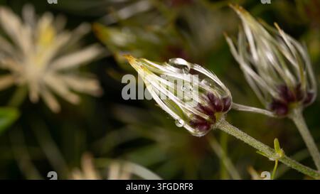 Photographie macro d'un bouton de fleur sauvage orné de rosée matinale. Les structures fines des plantes et les gouttes d'eau cristallines créent une composition naturelle élégante Banque D'Images