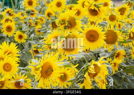 Champ de feu : Tournesols baignés de soleil flamboyants à travers un paysage rural estival (Castille et León, Espagne : 20-août-2016) Banque D'Images