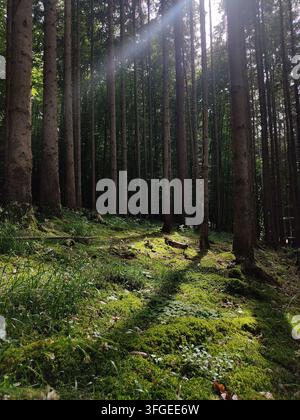 Rays de soleil traversant les grands pins dans un paysage naturel de forêt verte brumeuse Banque D'Images