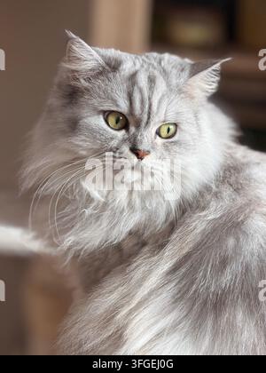 Portrait rapproché d'un chat Scottish Straight Longhair gris aux yeux verts Banque D'Images