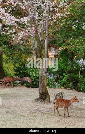 Vue du cerf sika avec les fleurs de cerisier en fleurs au début du printemps à Itsukushima, au Japon. Banque D'Images